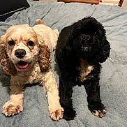 Trinity And Rilley is registered to the contest to win money with this photo: dog, dogs, pet, pets, bed, blanket, indoor, animal, cute, adorable, fur, portrait, laying, two, mammal, companion, cozy, resting, canine, friendship