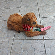 Billie a rejoint le concours — aidez-le/la à gagner de superbes lots ! animal, brown_fur, canine, carrot_toy, cute, dog, domestic_animal, floor, fur, indoors, laying_down, looking_up, pet, playful, puppy, red_bandana, small_dog, tile_floor, toy, young_dog