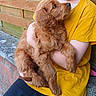 affection, animal, brick_wall, brown_fur, casual_clothing, child, companion, cuddling, cute, daylight, friendly, love, outdoor, pet, portrait, puppy, sitting, wooden_fence, yellow_shirt, young