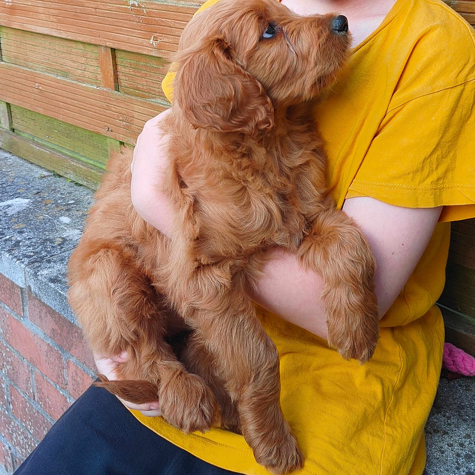 Billie a rejoint le concours — aidez-le/la à gagner de superbes lots ! affection, animal, brick_wall, brown_fur, casual_clothing, child, companion, cuddling, cute, daylight, friendly, love, outdoor, pet, portrait, puppy, sitting, wooden_fence, yellow_shirt, young