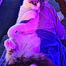 Azur a rejoint le concours — aidez-le/la à gagner de superbes lots ! blanket, cat, closeup, colored_lighting, couch, cozy, domestic, fur, human_leg, indoor, kitty, lap, paws, pet, pink_paws, portrait, purple_lighting, relaxed, tail, whiskers