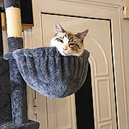 Azur a rejoint le concours — aidez-le/la à gagner de superbes lots ! cat, cat_tree, cozy, door, ears, fur, furniture, hammock, home_interior, indoor, pet, pink_nose, plush, portrait, relaxed, scratching_post, sisal_rope, sleepy, vertical_orientation, whiskers