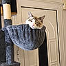 cat, cat_tree, cozy, door, ears, fur, furniture, hammock, home_interior, indoor, pet, pink_nose, plush, portrait, relaxed, scratching_post, sisal_rope, sleepy, vertical_orientation, whiskers