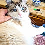 Azur a rejoint le concours — aidez-le/la à gagner de superbes lots ! cat, blue_eyes, longhair_cat, fluffy_fur, indoor, wooden_table, hand, person_hand, ashtray, marker, remote_control, storage_box, speakers, drawer_cabinet, blanket, closeup, blurred, domestic_pet, relaxed, home_interior