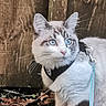 Azur a rejoint le concours — aidez-le/la à gagner de superbes lots ! blue_eyes, blue_leash, cat, close_up, curious, dead_leaves, domestic_cat, feline, grass, harness, leash, metal_clip, outdoor, pet, pink_nose, pointed_ears, portrait, whiskers, white_fur, wooden_fence