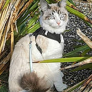 Azur a rejoint le concours — aidez-le/la à gagner de superbes lots ! cat, feline, pet, harness, leash, outdoor, plants, foliage, pebbles, grass, tail, blue_eyes, portrait, sitting, fur, whiskers, close_up, sunlight, gravel, greenery