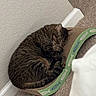 Luna May joined the competition — help win amazing prizes! cardboard_scratch_pad, carpet, cat, cozy, curled_up, cute, feline, fish_pattern, fur, indoor, nap, paw, pet, relaxed, resting, sleeping, tabby, toy_mouse, wall, whiskers