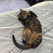 Luna May is registered to the contest to win money with this photo: animal, bed, bedspread, carpet, cat, cozy, curious, cute, domestic_animal, fur, furniture, indoor, lying_down, pattern, pet, relaxed, resting, tabby, tail, whiskers