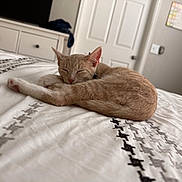 Sol is registered to the contest to win money with this photo: cat, sleeping, bed, blanket, indoor, feline, fur, resting, cozy, pet, domestic, curled_up, whiskers, ears, pink_nose, quiet, relaxed, home, calm, nap