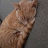 Sol is registered to the contest to win money with this photo: cat, orange_tabby, sleeping, curled_up, couch, furniture, indoor, pet, fur, whiskers, relaxation, cozy, domestic_animal, mammal, resting, close_up, animal, cute, peaceful, nap
