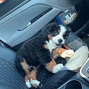 Lilith joined the competition — help win amazing prizes! puppy, dog, bernese_mountain_dog, car_interior, passenger_seat, chewing, treat, black_fur, white_fur, brown_fur, seat_belt, cup_holder, door_panel, window, daylight, relaxed, happy, pet, indoor, vehicle
