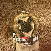 Winnie is registered to the contest to win money with this photo: dog, pet, animal, fur, coat, hood, checkered, carpet, indoor, cute, looking_up, brown, small_dog, portrait, canine, ears, face, eyes, adorable, winter_clothing