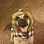 dog, pet, animal, fur, coat, hood, checkered, carpet, indoor, cute, looking_up, brown, small_dog, portrait, canine, ears, face, eyes, adorable, winter_clothing