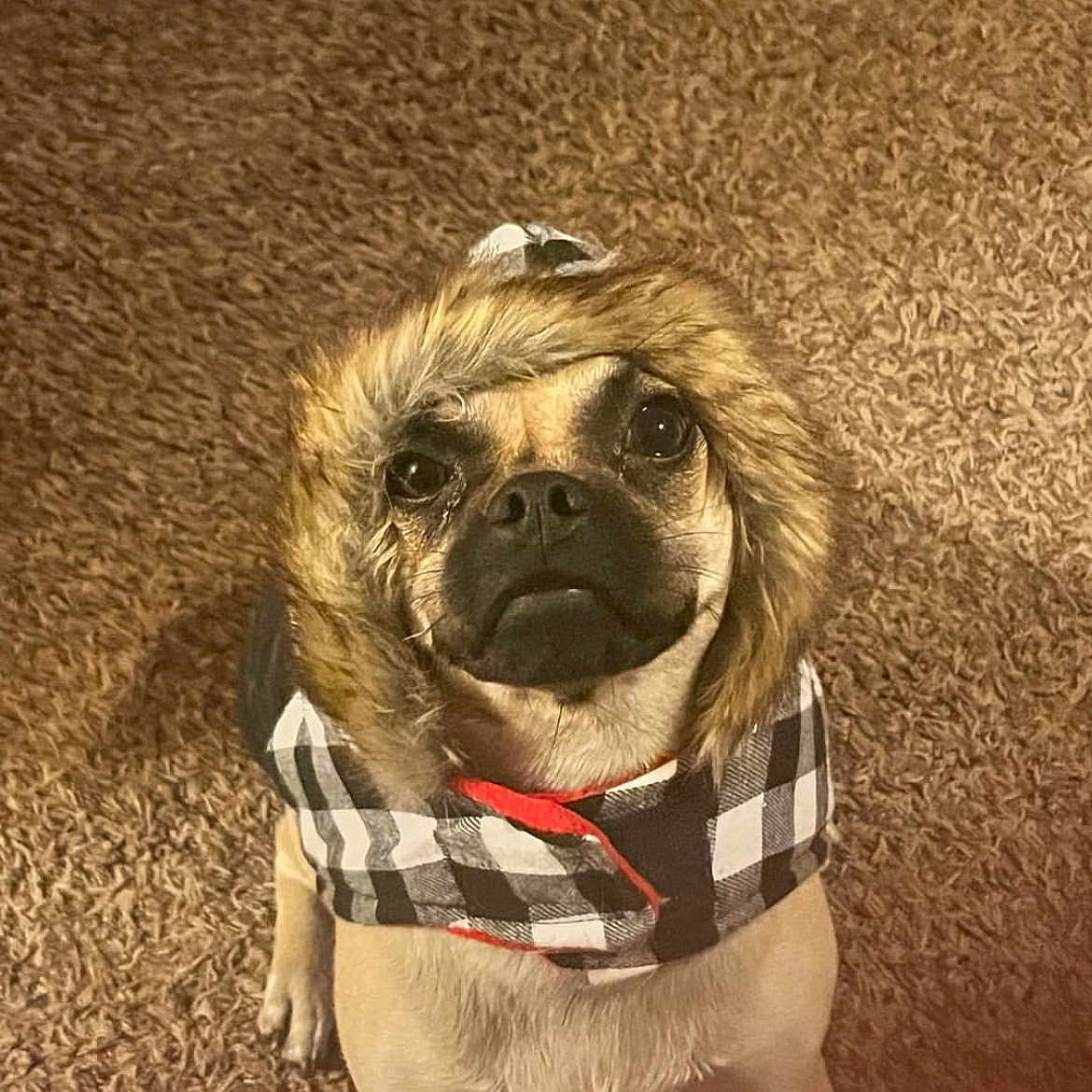 Winnie is registered to the contest to win money with this photo: adorable, animal, brown, canine, carpet, checkered, coat, cute, dog, ears, eyes, face, fur, hood, indoor, looking_up, pet, portrait, small_dog, winter_clothing