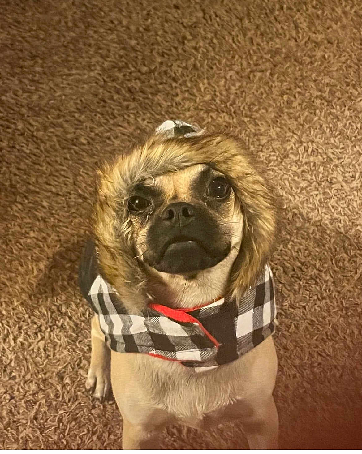 Winnie is registered to the contest to win money with this photo: dog, pet, animal, fur, coat, hood, checkered, carpet, indoor, cute, looking_up, brown, small_dog, portrait, canine, ears, face, eyes, adorable, winter_clothing