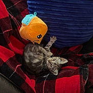 Bluey joined the competition — help win amazing prizes! animal, black_blanket, blue_pillow, cat, checkered_pattern, couch, cozy, cute, furniture, home, indoor, kitten, pet, plush_toy, red_blanket, relaxing, resting, small_animal, soft_texture, tabby_cat