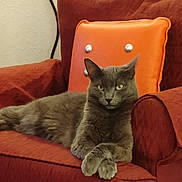 Miss Kitty joined the competition — help win amazing prizes! cat, gray_cat, feline, armchair, red_furniture, orange_pillow, indoor, pet, animal, relaxed, crossed_paws, cozy, home, resting, fur, whiskers, ears, eyes, living_room, domestic_animal