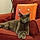 Miss Kitty