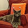 Miss Kitty