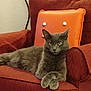 cat, gray_cat, feline, armchair, red_furniture, orange_pillow, indoor, pet, animal, relaxed, crossed_paws, cozy, home, resting, fur, whiskers, ears, eyes, living_room, domestic_animal