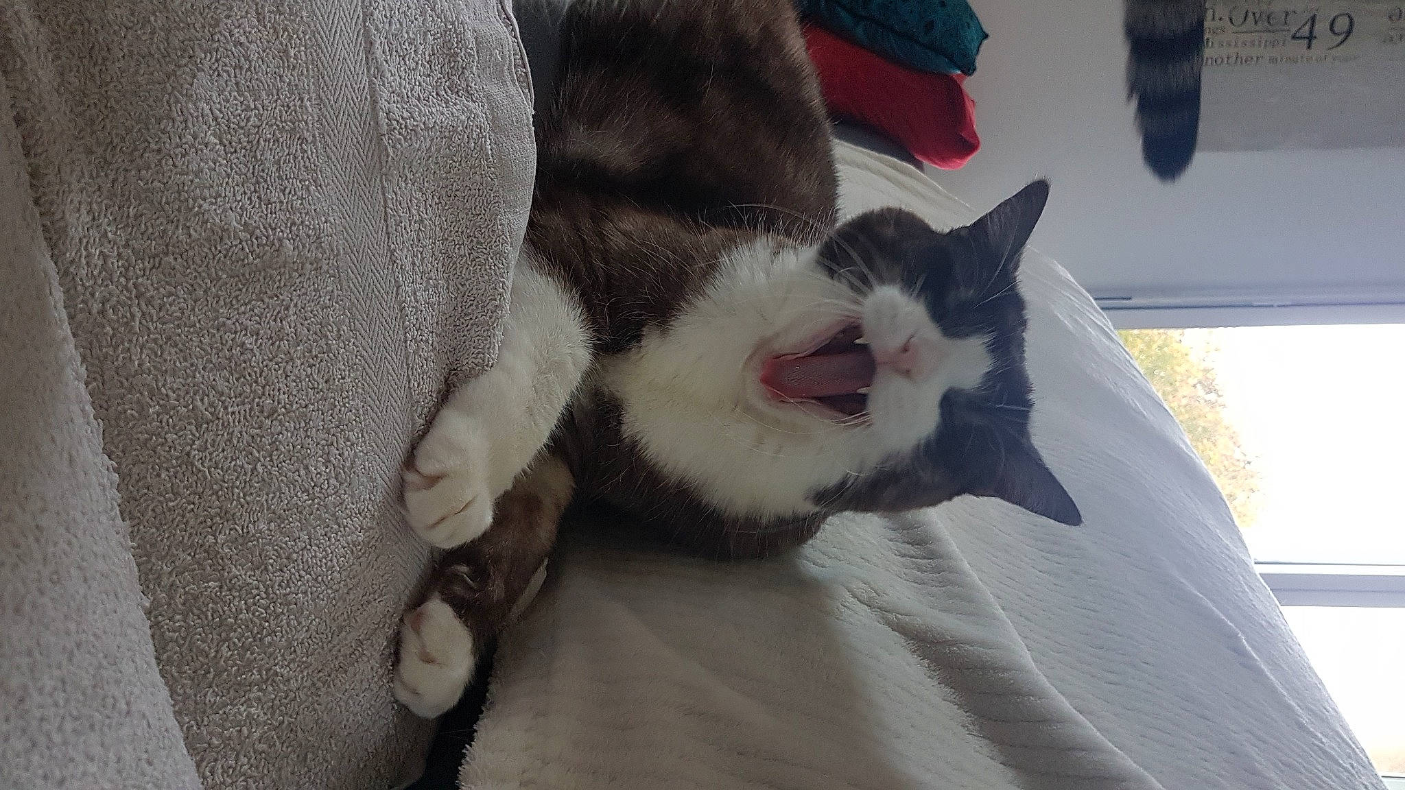 Bidou a rejoint le concours — aidez-le/la à gagner de superbes lots ! carmine, carnivore, cat, comfort, domestic_short_haired_cat, fang, felidae, formal_wear, fur, grey, linens, paw, plant, small_to_medium_sized_cats, snout, tail, textile, whiskers