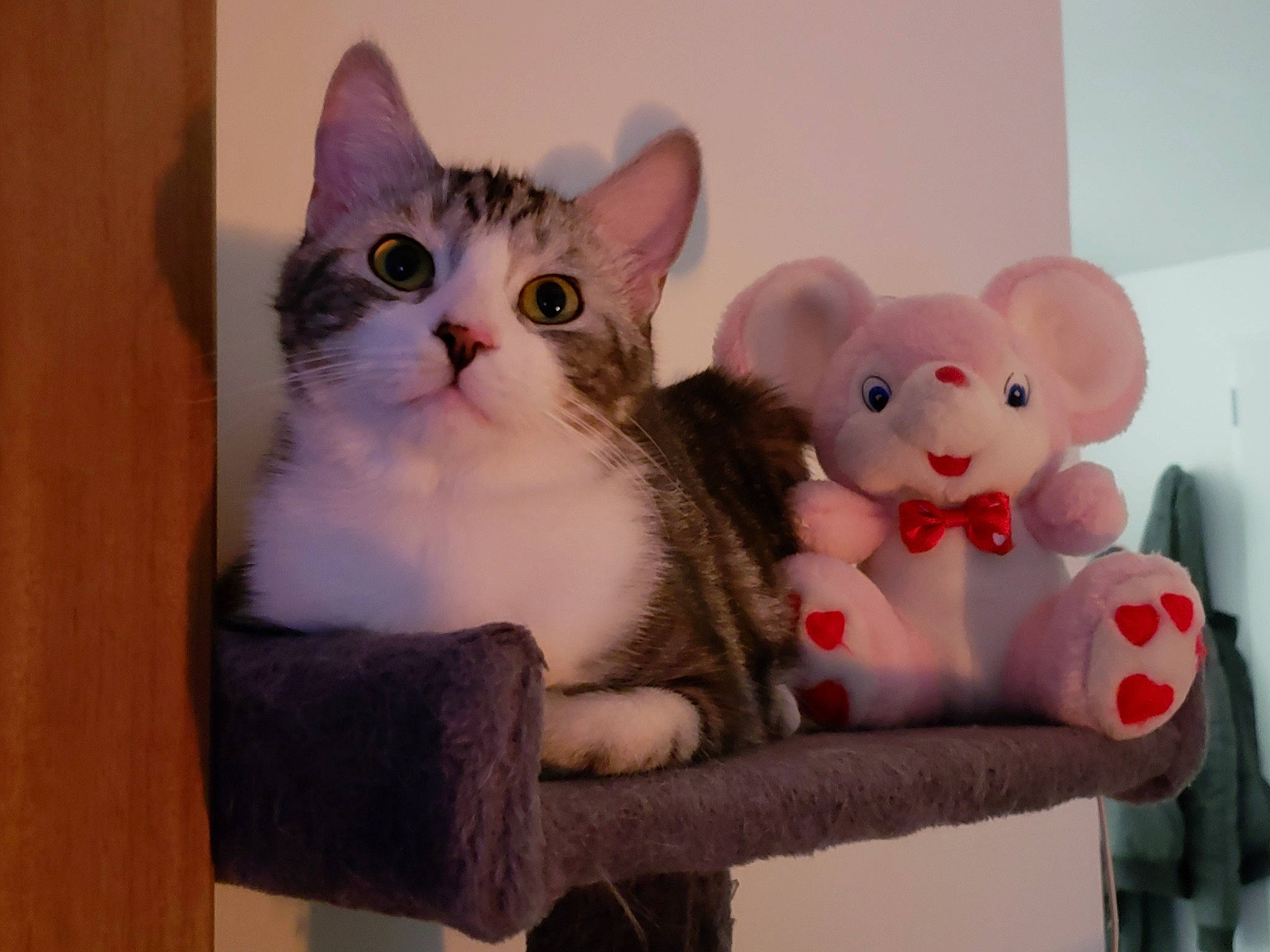 Mr Sushi a rejoint le concours — aidez-le/la à gagner de superbes lots ! box, carmine, carnivore, cat, comfort, domestic_short_haired_cat, fawn, felidae, fur, head, mammal, paw, plush, small_to_medium_sized_cats, snout, stuffed_toy, tail, toy, vertebrate, whiskers