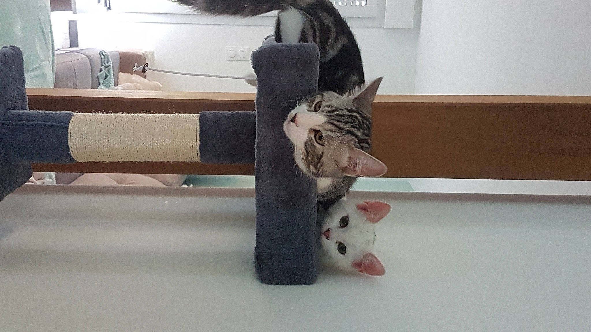 Mr Sushi a rejoint le concours — aidez-le/la à gagner de superbes lots ! carmine, carnivore, cat, comfort, couch, desk, domestic_short_haired_cat, felidae, floor, flooring, fur, grey, hardwood, picture_frame, room, small_to_medium_sized_cats, table, tail, whiskers, wood