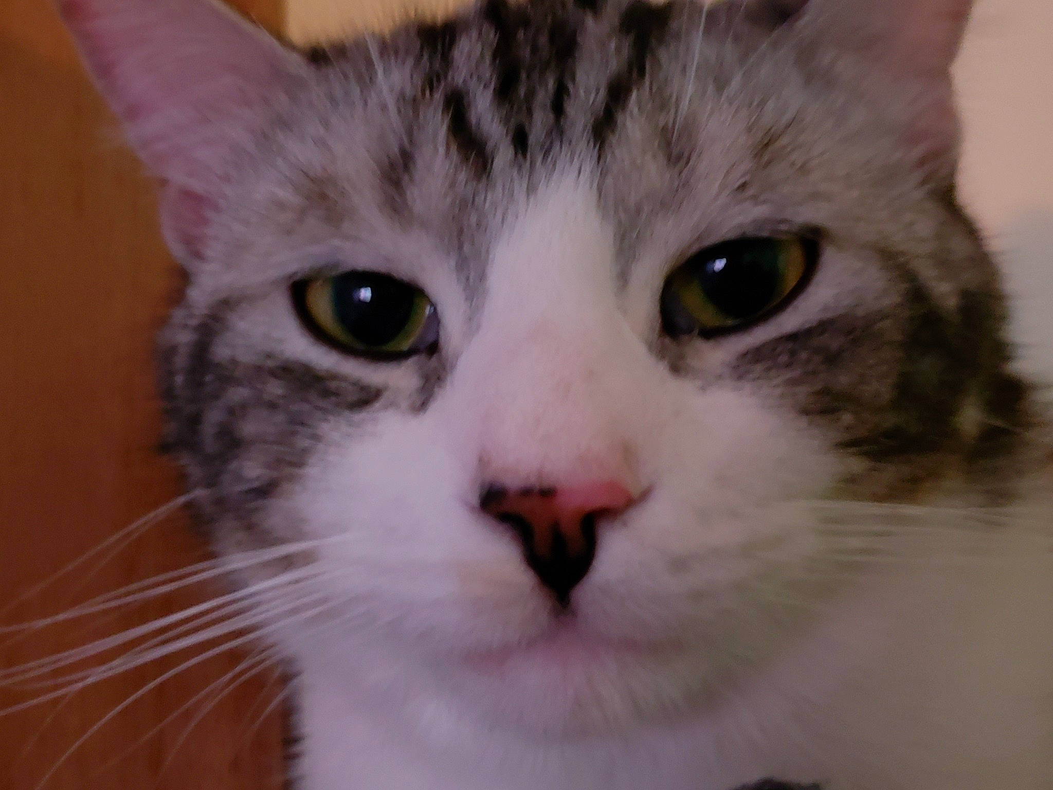 Mr Sushi a rejoint le concours — aidez-le/la à gagner de superbes lots ! carnivore, cat, close_up, curious, domestic_short_haired_cat, ear, eye, felidae, fur, head, small_to_medium_sized_cats, snout, whiskers