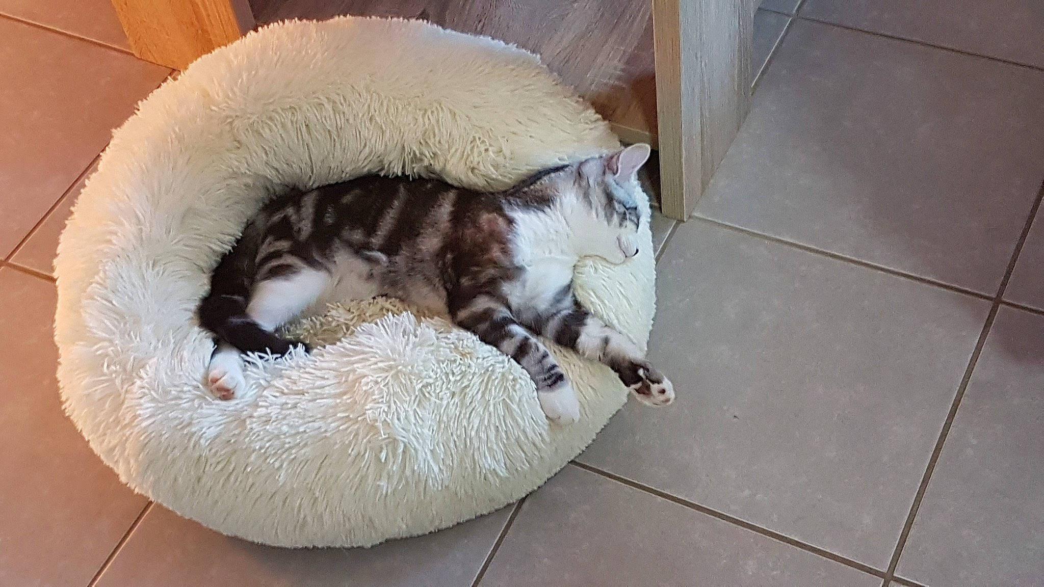 Mr Sushi participe au concours pour gagner de l'argent avec cette photo : canidae, carnivore, cat, cat_bed, cat_supply, comfort, companion_dog, dog_breed, domestic_short_haired_cat, fawn, felidae, flooring, fur, hardwood, small_to_medium_sized_cats, snout, sporting_group, tail, tile_flooring, whiskers