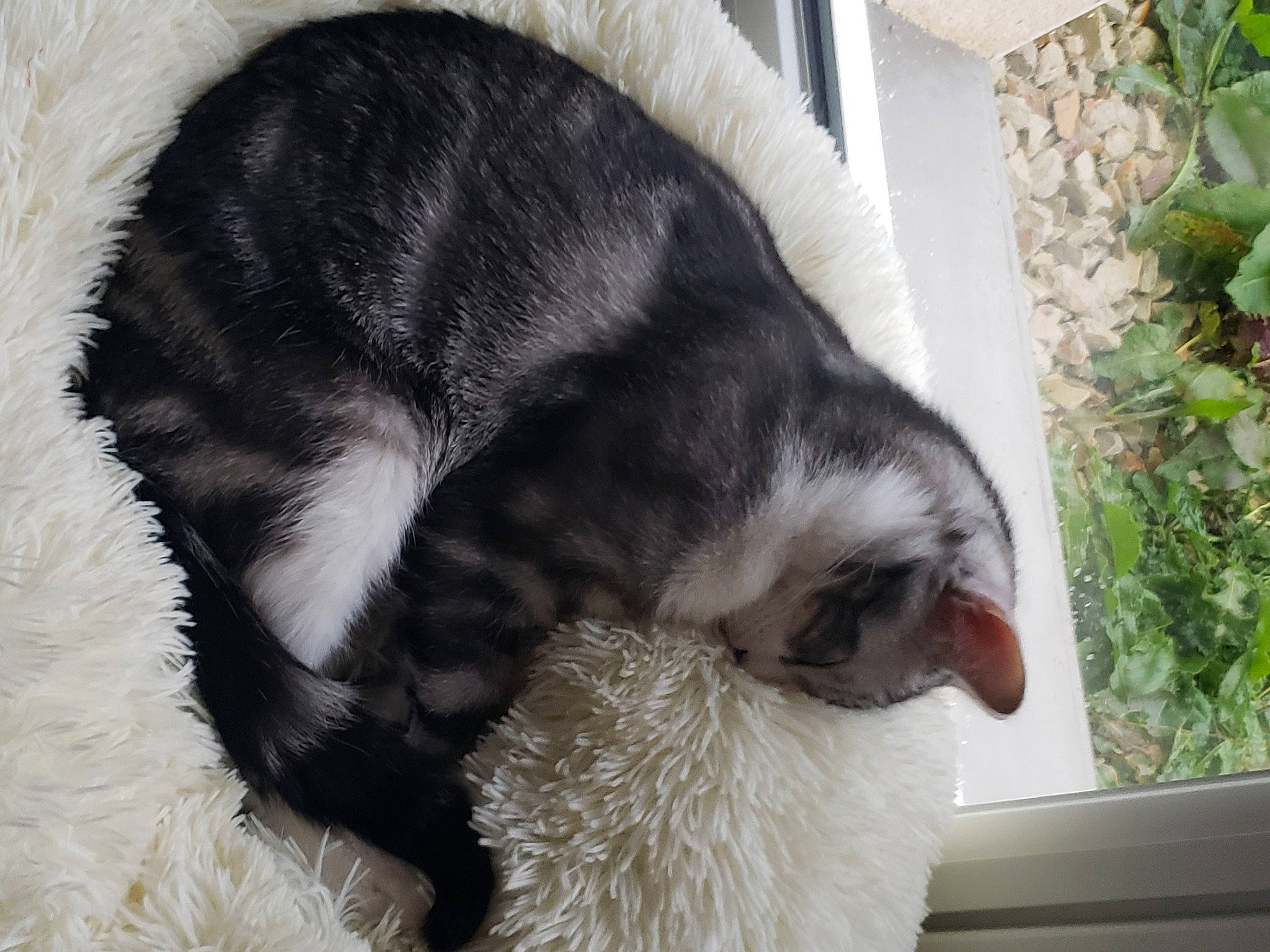 Mr Sushi participe au concours pour gagner de l'argent avec cette photo : canidae, carnivore, cat, claw, comfort, companion_dog, dog_breed, domestic_short_haired_cat, eye, felidae, fur, nap, paw, plant, sleep, small_to_medium_sized_cats, sporting_group, tail, terrestrial_animal, whiskers