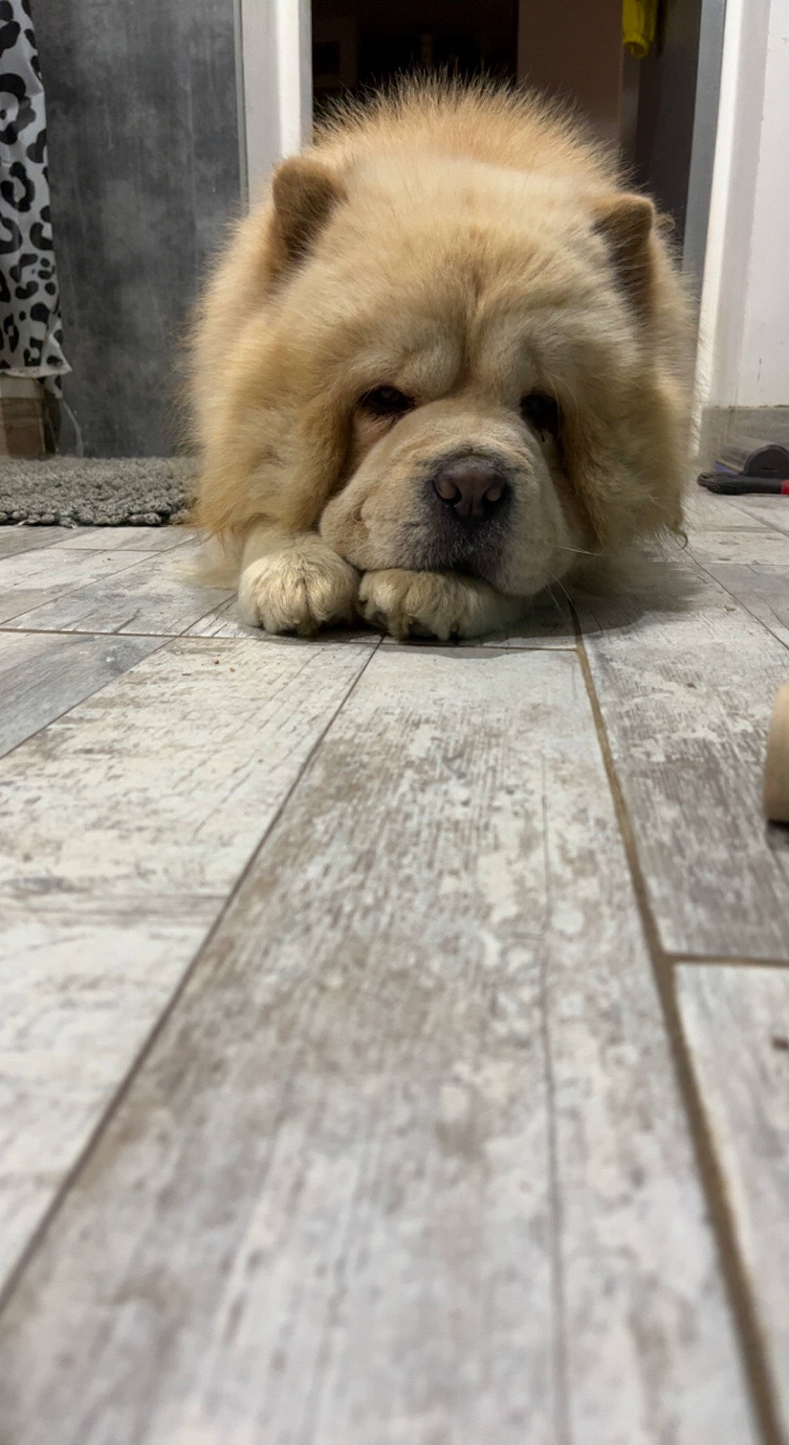 Pépite participe au concours pour gagner de l'argent avec cette photo : ancient_dog_breeds, canidae, carnivore, chow_chow, companion_dog, dog, dog_breed, fawn, flooring, fur, hardwood, plank, snout, sporting_group, terrestrial_animal, toy_dog, whiskers, wood, working_animal, wrinkle