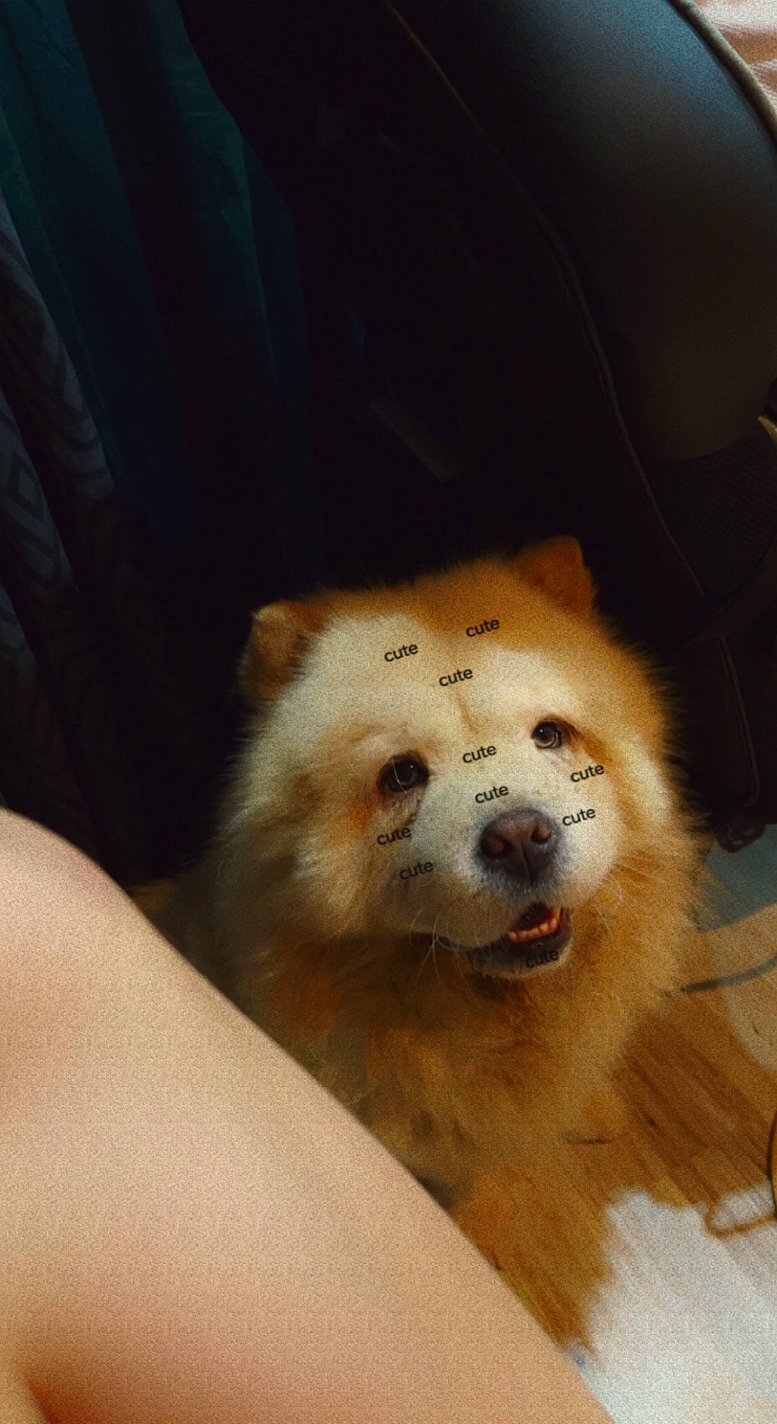 Pépite a rejoint le concours — aidez-le/la à gagner de superbes lots ! big_cats, canidae, carnivore, companion_dog, curtain, dog, dog_breed, fang, fawn, felidae, fur, german_spitz, german_spitz_mittel, paw, pomeranian, spitz, sporting_group, terrestrial_animal, whiskers, working_animal