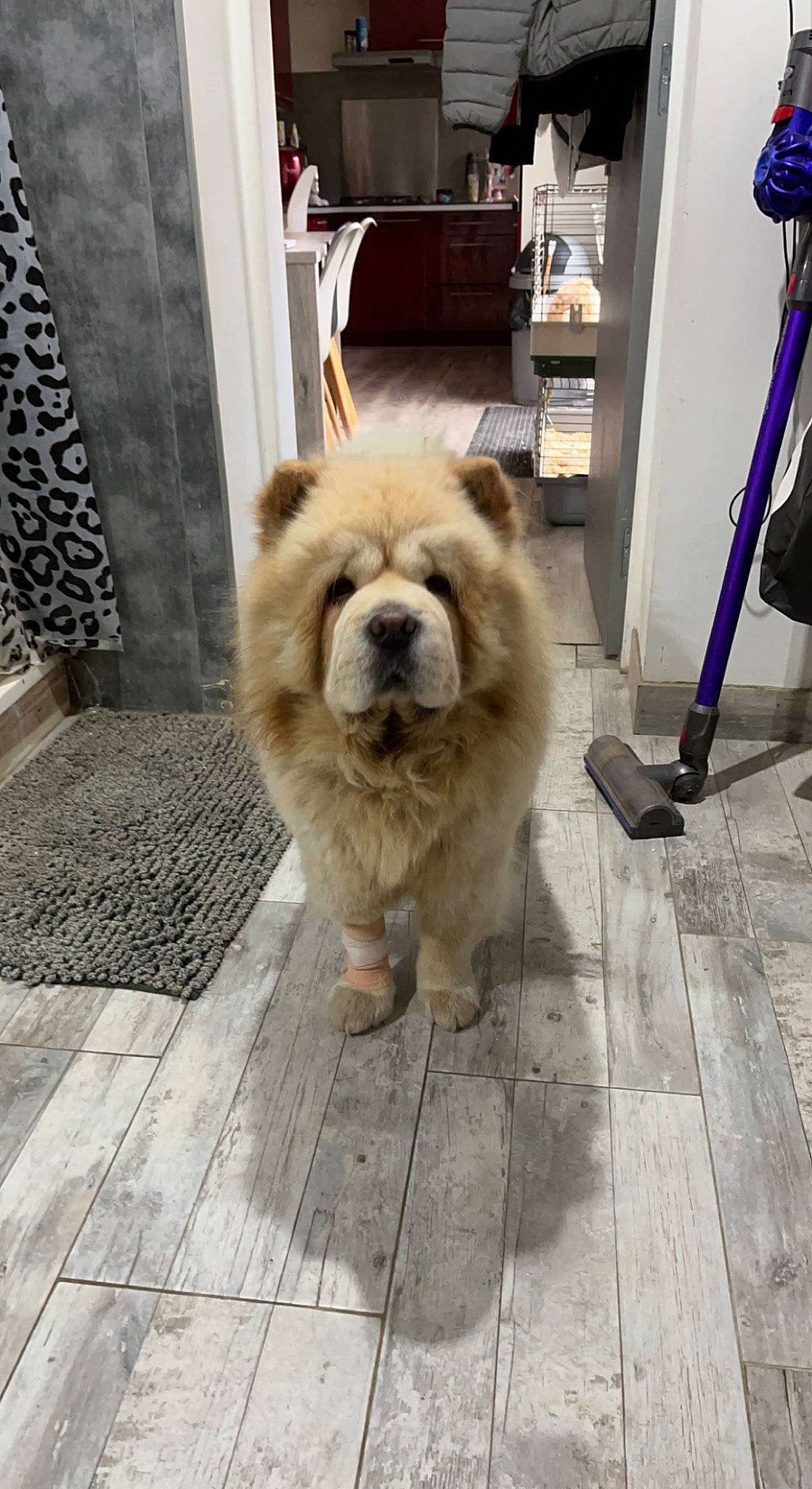 Pépite a rejoint le concours — aidez-le/la à gagner de superbes lots ! carnivore, collar, companion_dog, curtain, dog, dog_breed, fawn, flooring, fur, german_spitz, german_spitz_klein, german_spitz_mittel, hardwood, spitz, tail, terrestrial_animal, toy_dog, whiskers, wood, working_animal