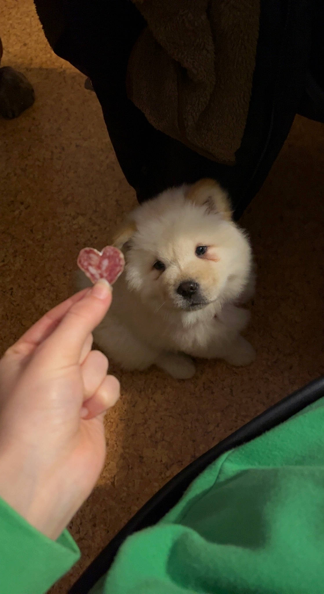 Dior a rejoint le concours — aidez-le/la à gagner de superbes lots ! canidae, carnivore, comfort_food, companion_dog, dog, dog_breed, fur, maltepoo, nail, non_sporting_group, rice, samoyed, spitz, sporting_group, toy_dog, working_animal