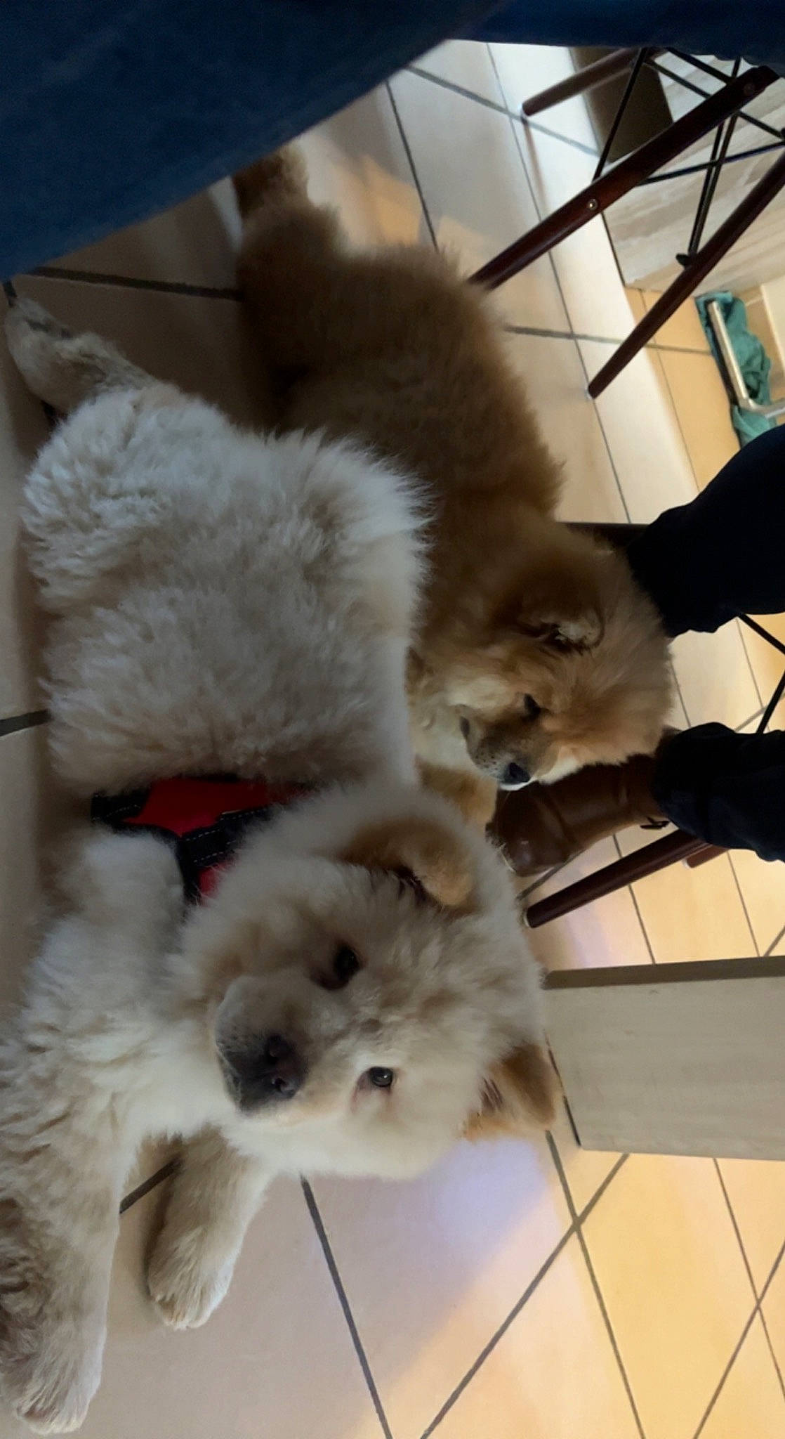 Dior a rejoint le concours — aidez-le/la à gagner de superbes lots ! canidae, carnivore, companion_dog, dog_breed, fawn, felidae, flooring, fur, german_spitz, paw, samoyed, small_to_medium_sized_cats, snout, spitz, sporting_group, tail, toy_dog, volpino_italiano, whiskers, working_animal