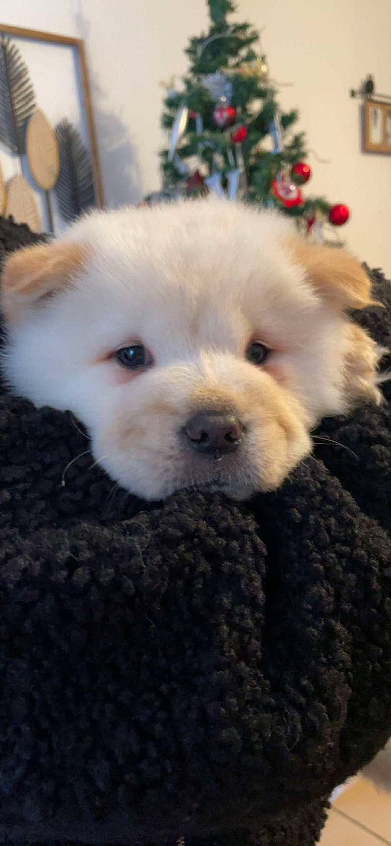 Dior participe au concours pour gagner de l'argent avec cette photo : canidae, carnivore, christmas, christmas_tree, companion_dog, dog, dog_breed, event, eye, fawn, fur, holiday, pomeranian, snout, sporting_group, terrestrial_animal, toy_dog, tree, whiskers, working_animal