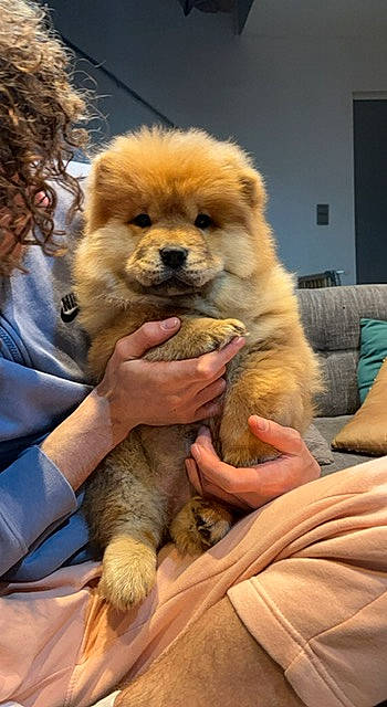 Prada a rejoint le concours — aidez-le/la à gagner de superbes lots ! ancient_dog_breeds, canidae, carnivore, chow_chow, comfort, companion_dog, couch, dog, dog_breed, fawn, fur, german_spitz, german_spitz_klein, liver, non_sporting_group, snout, spitz, sporting_group, toy_dog, working_animal