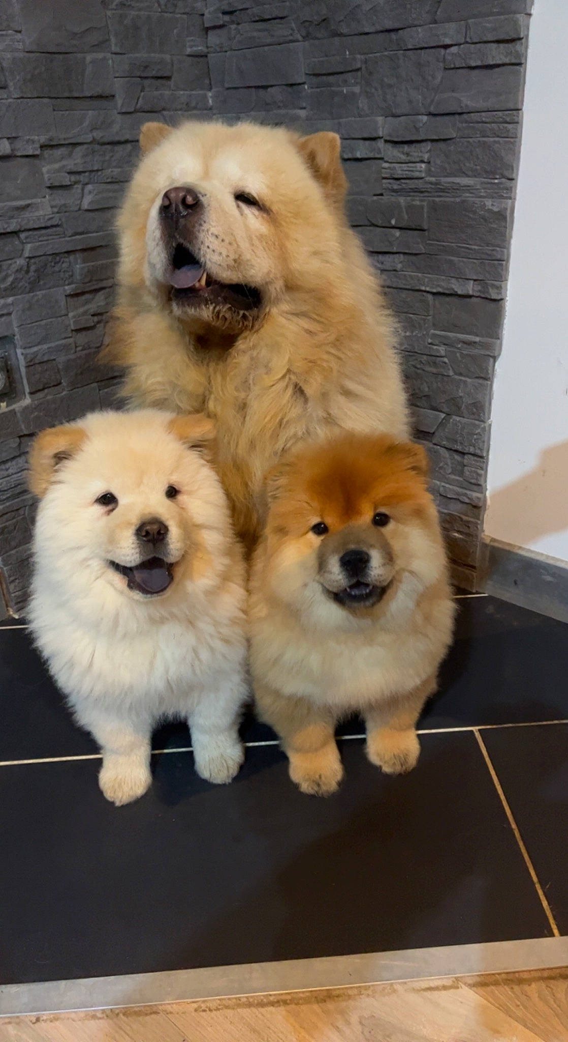 Prada participe au concours pour gagner de l'argent avec cette photo : ancient_dog_breeds, canidae, carnivore, companion_dog, dog, dog_breed, fur, german_spitz, german_spitz_klein, giant_dog_breed, non_sporting_group, snout, spitz, sporting_group, toy_dog, volpino_italiano, whiskers, wood, working_animal, working_dog