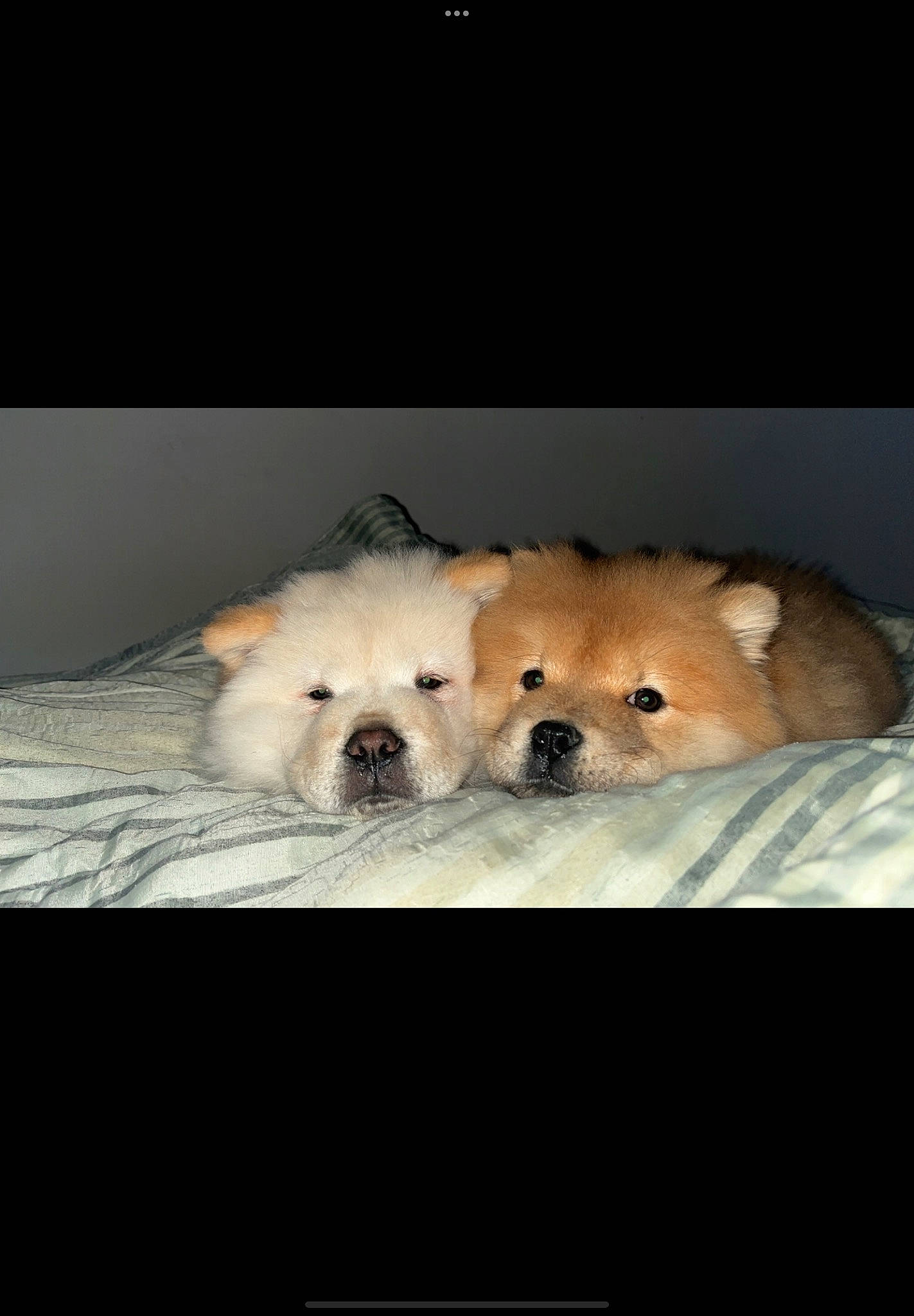 Prada participe au concours pour gagner de l'argent avec cette photo : canidae, carnivore, companion_dog, dog, dog_breed, font, fur, maltepoo, non_sporting_group, small_terrier, snout, sporting_group, terrestrial_animal, toy, toy_dog, whiskers