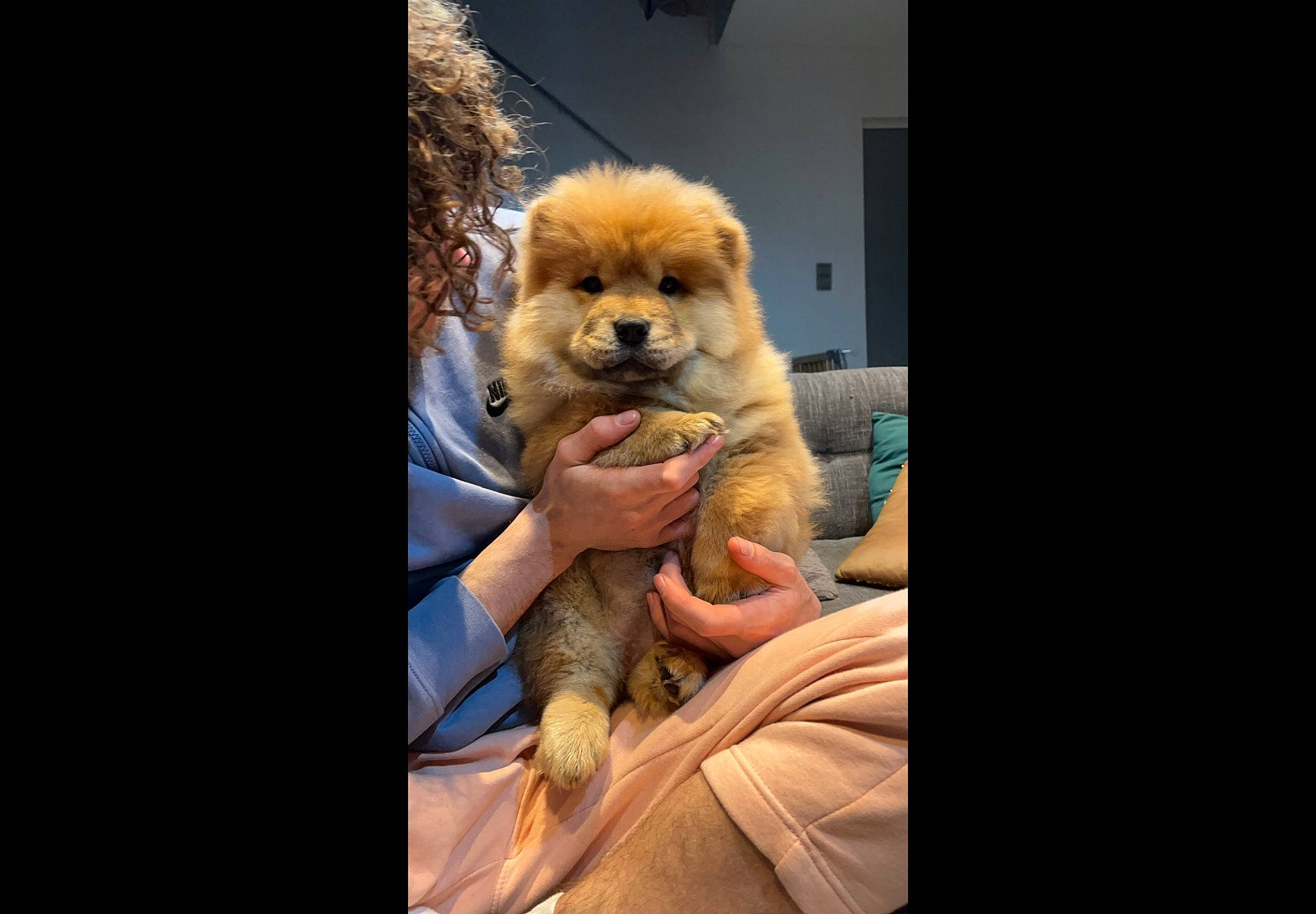 Prada participe au concours pour gagner de l'argent avec cette photo : canidae, carnivore, comfort, companion_dog, corgi_chihuahua, dog, dog_breed, eyewear, fawn, fur, gesture, non_sporting_group, photo_caption, pomeranian, sitting, snout, sporting_group, stuffed_toy, toy, toy_dog