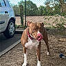 Nala a rejoint le concours — aidez-le/la à gagner de superbes lots ! animal_portrait, blue_sky, brown_and_white, chain_link_fence, collar, daylight, dog, ground, leash, licking, nose, outdoor, parked_car, pit_bull, rope_toy, standing, trees, white_chest, white_paws, yard