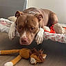 bed, blanket, brown_dog, destroyed_toy, dog, floppy_ears, home, indoor, lying_down, pet, pit_bull, polka_dots, portrait, radiator, sad_expression, sleepy, stuffed_animal, toy, white_paws, wood_floor