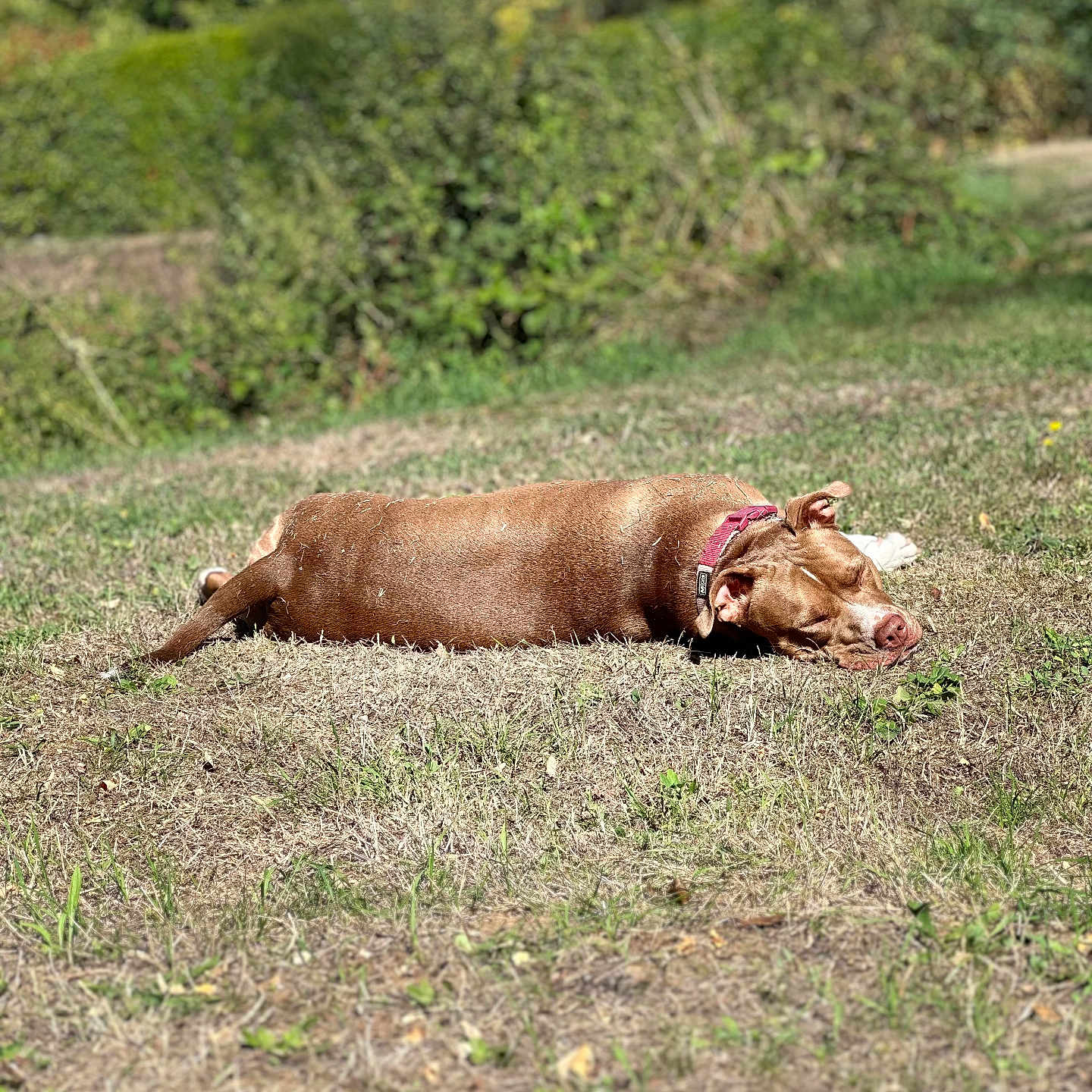 Nala