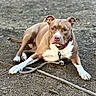 Nala a rejoint le concours — aidez-le/la à gagner de superbes lots ! dog, pit_bull, brown_dog, white markings, lying_down, outdoor, park, dirt, gravel, collar, leash, portrait, animal, pet, short_hair, floppy_ears, front_paws, alert, ground, daylight