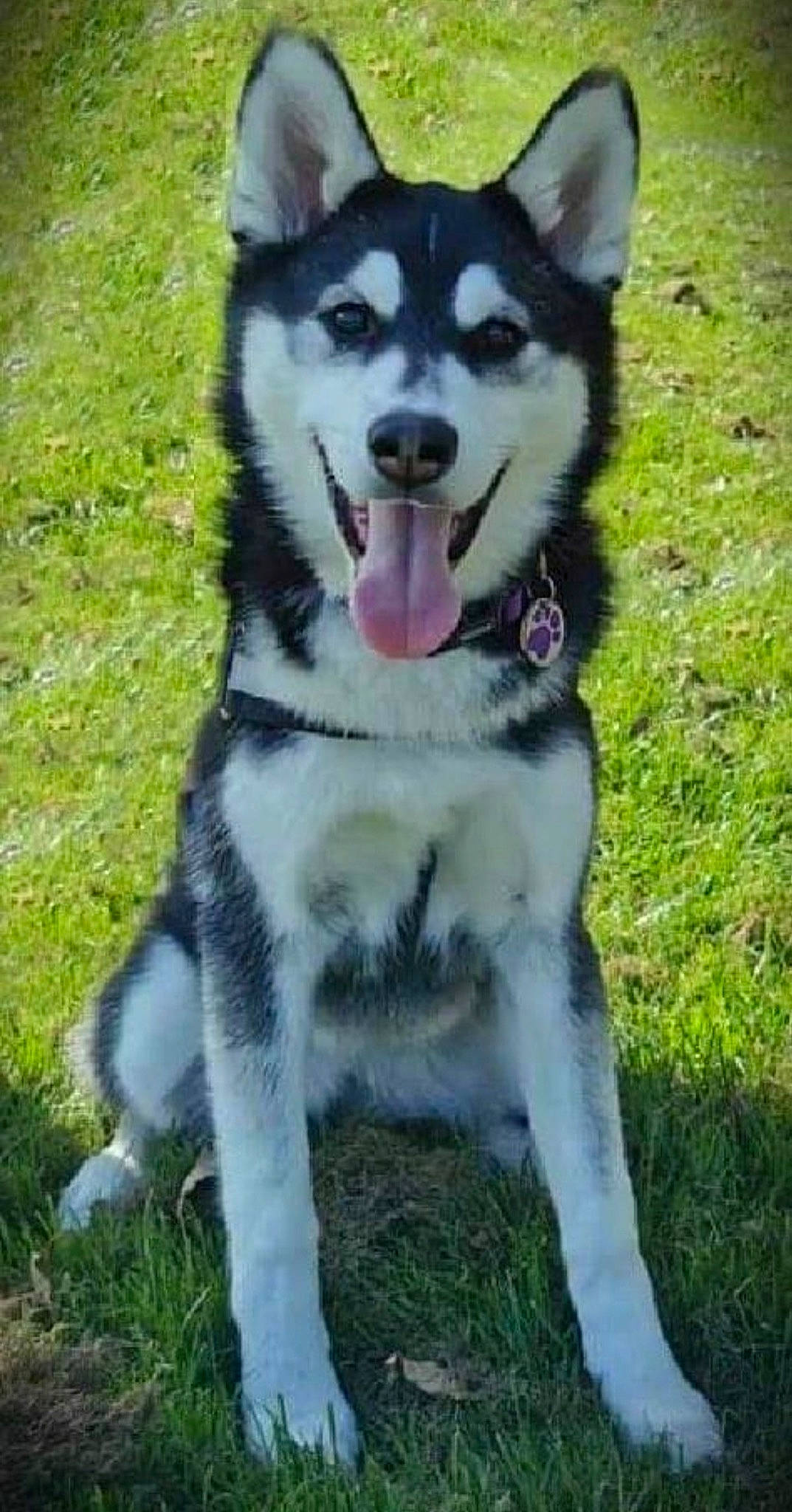 Kleo is registered to the contest to win money with this photo: alaskan_klee_kai, alaskan_malamute, canadian_eskimo_dog, canidae, carnivore, dog, dog_breed, jamthund, labrador_husky, mammal, miniature_siberian_husky, native_american_indian_dog, northern_inuit_dog, sakhalin_husky, seppala_siberian_sleddog, siberian_husky, sled_dog, tamaskan_dog, vertebrate, wolfdog