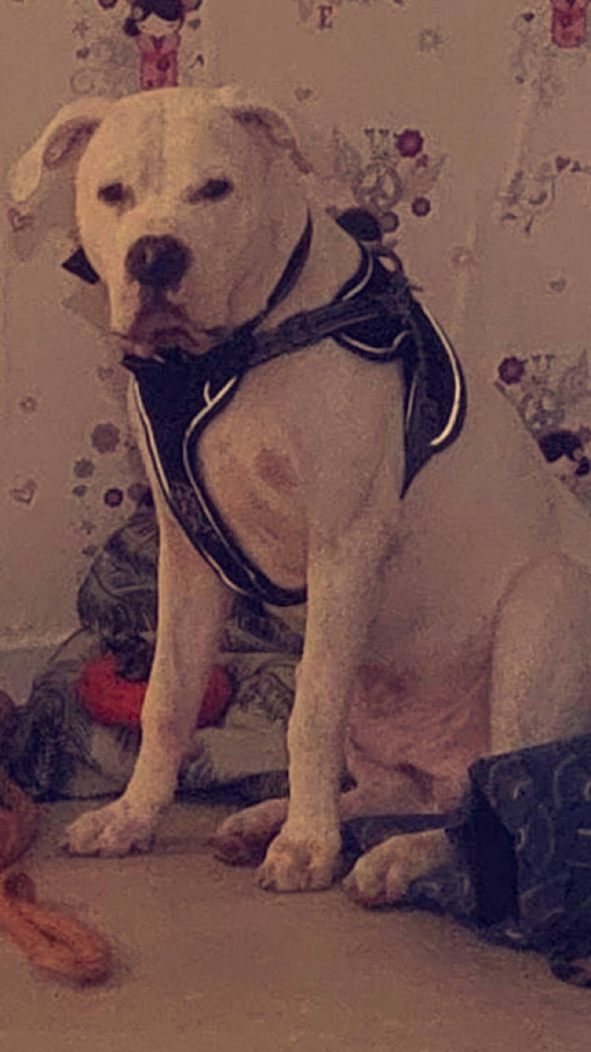 Dybala participe au concours pour gagner de l'argent avec cette photo : ancient_dog_breeds, canidae, carnivore, collar, companion_dog, dog, dog_breed, dog_collar, fawn, gun_dog, non_sporting_group, paw, pet_supply, snout, sporting_group, tail, terrestrial_animal, visual_arts, working_animal, working_dog