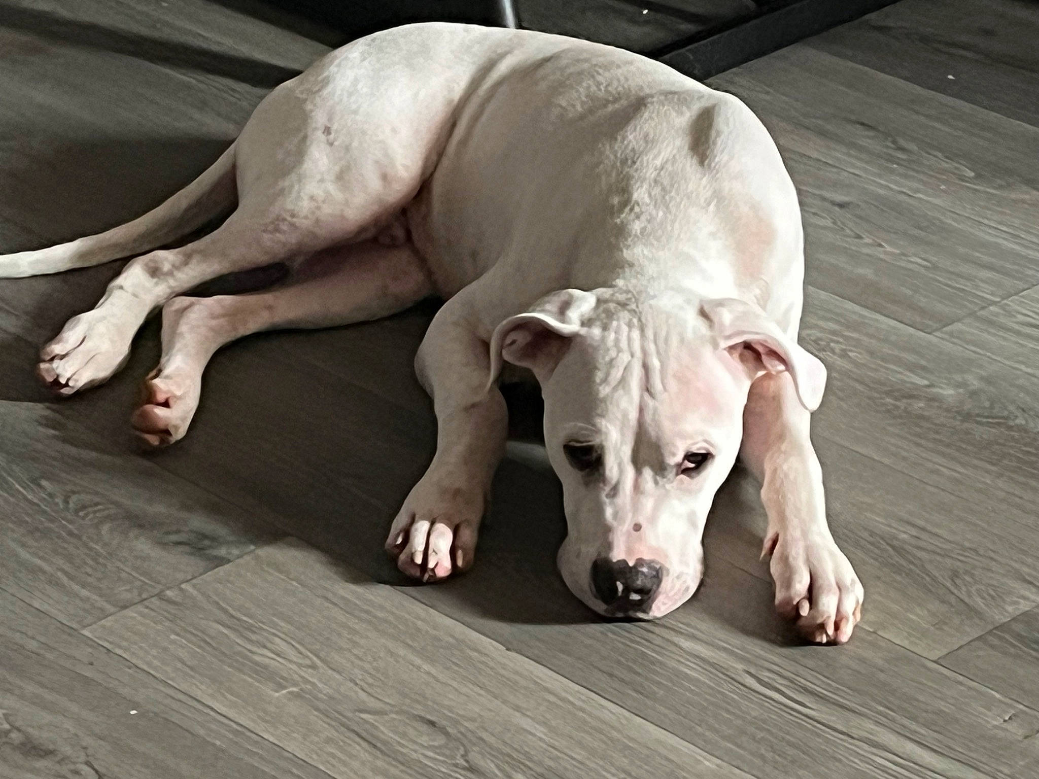 Dybala a rejoint le concours — aidez-le/la à gagner de superbes lots ! canidae, carnivore, comfort, companion_dog, dog, dog_breed, dogo_guatemalteco, fawn, flooring, foot, hardwood, non_sporting_group, snout, sporting_group, tail, terrestrial_animal, wood, working_animal