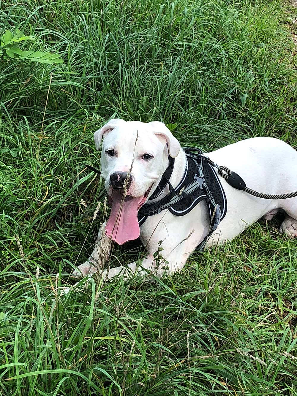 Dybala a rejoint le concours — aidez-le/la à gagner de superbes lots ! canidae, carnivore, collar, companion_dog, dog, dog_breed, dog_collar, dog_supply, fawn, grass, gun_dog, herbaceous_plant, mammal, pet_supply, plant, snout, sporting_group, tail, vertebrate, working_animal