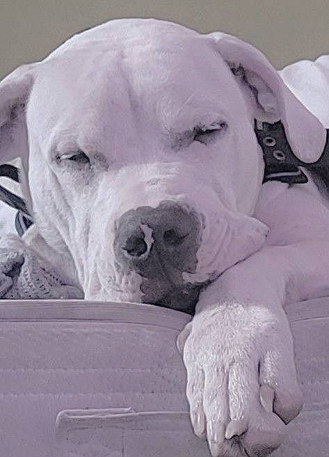 Dybala a rejoint le concours — aidez-le/la à gagner de superbes lots ! canidae, carnivore, collar, comfort, companion_dog, dog, dog_breed, dog_collar, dog_supply, fawn, fur, monochrome, monochrome_photography, pet_supply, snout, sporting_group, style, whiskers, working_animal, wrinkle