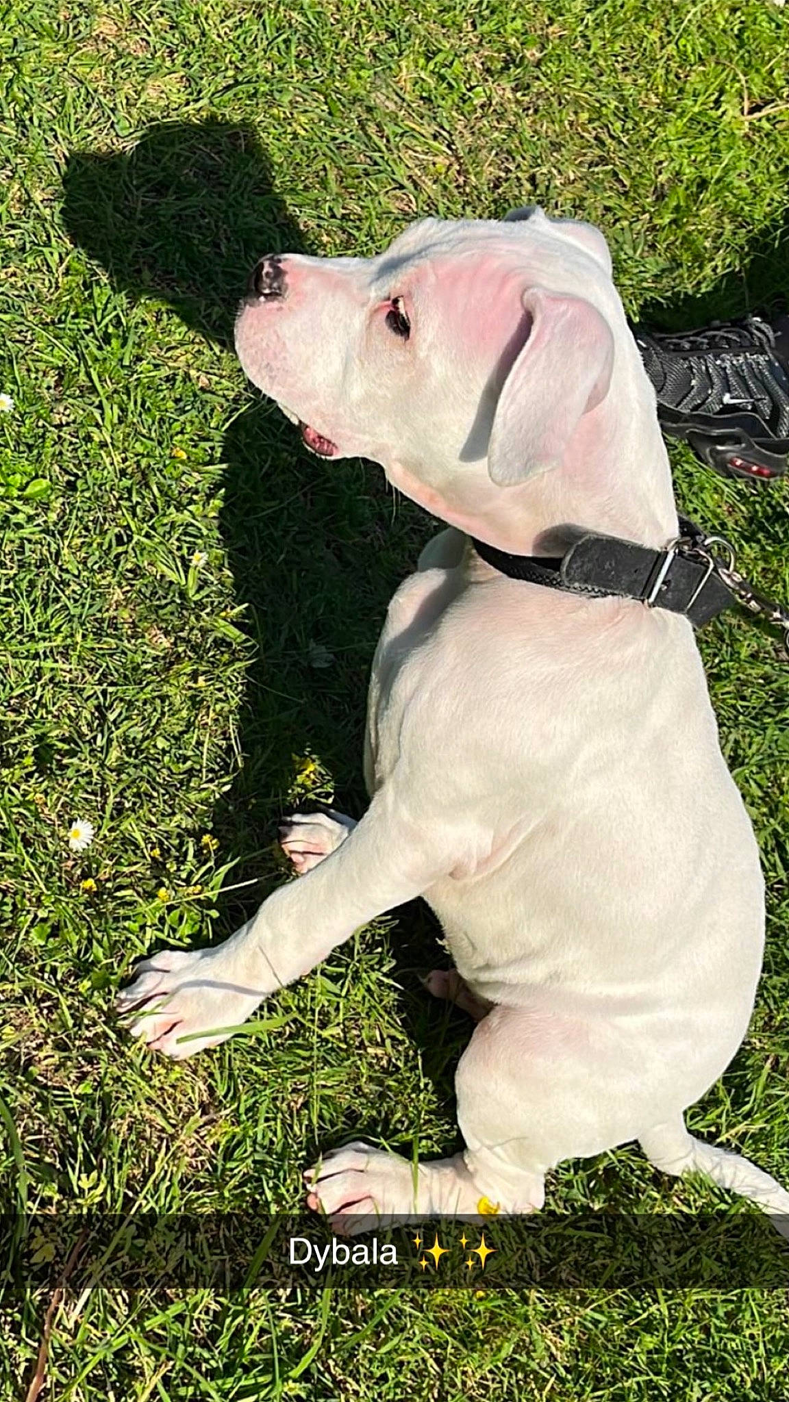 Dybala a rejoint le concours — aidez-le/la à gagner de superbes lots ! canidae, carnivore, collar, companion_dog, dog, dog_breed, dog_clothes, dog_collar, fawn, grass, groundcover, people_in_nature, pet_supply, plant, snout, sporting_group, tail, terrestrial_animal, tie, working_animal